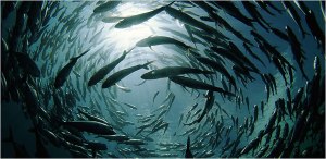 A school of bigeye trevally in Malaysia from a NY Times article. Photo credit CARL ZIMMER Published: November 13, 2007